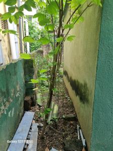 Balcony Image of 2000 Sq.ft 4 BHK Independent House for sale in Rahara Kolkata for Rs. 5500000