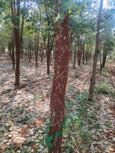 Image of 900 Sq.ft 1 RK Farm House for rent in Benz Circle, Vijayawada for Rs. 150000