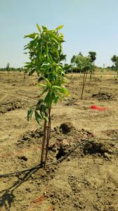 Image of 9600 Sq.ft Residential Plot / Land for sale in Chengalpattu, Chennai for Rs. 2400000
