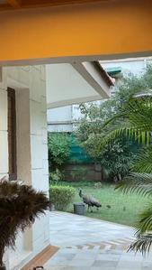 Image of 3600 Sq.ft 4 BHK Independent House for sale in Satellite, Ahmedabad for Rs. 110000000