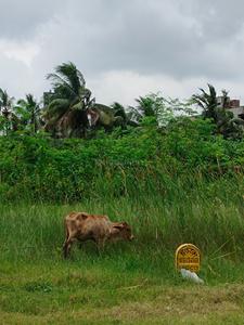 Image of 3220 Sq.ft Residential Plot / Land for sale in New Town, Kolkata for Rs. 28500000