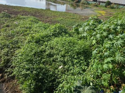 Image of 1089 Sq.ft Residential Plot / Land for sale in Vasai West, Vasai for Rs. 4950000