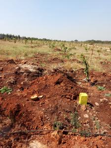 Image of 4356 Sq.ft Residential Plot / Land for sale in Shankarpally, Hyderabad for Rs. 5800000