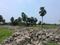 Bratachari Gram Plot View 1