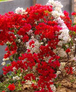Image of 167 Sq.ft Residential Plot / Land for sale in Anandapuram, Visakhapatnam for Rs. 3173000