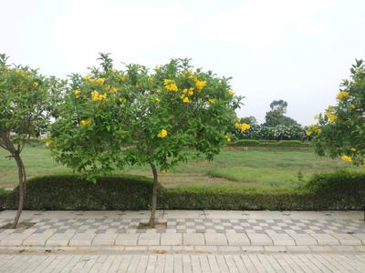 Image of 150 Sq.ft Residential Plot / Land for sale in Mansha Oaks, Sector 98, Faridabad for Rs. 19500000