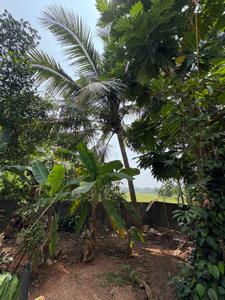 Image of 2500 Sq.ft 3 BHK Independent House for sale in Alangad, Kochi for Rs. 11000000