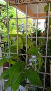 Balcony Image of 1965 Sq.ft 3 BHK Apartment / Flat for sale in Sanjaynagar Bengaluru for Rs. 16000000