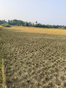 Image of 43560 Sq.ft Residential Plot / Land for sale in Pipili, Puri for Rs. 12500000
