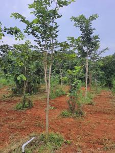Image of 900 Sq.ft Residential Plot / Land for sale in Kothavalasa, Visakhapatnam for Rs. 650000