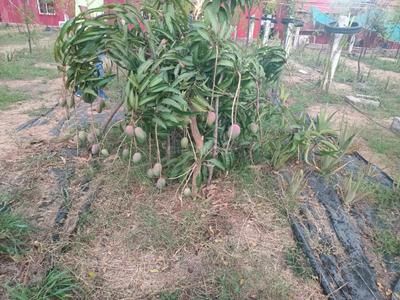 Image of 250 Sq.ft Residential Plot / Land for sale in Srungavarapu kota, Vizianagaram for Rs. 1500000