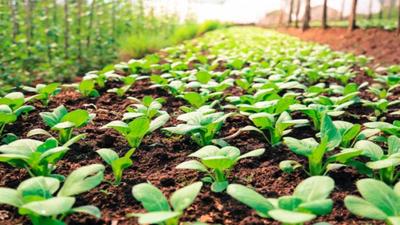 Image of 4352 Sq.ft Residential Plot / Land for sale in Kothur, Kandukur, Hyderabad for Rs. 4835072
