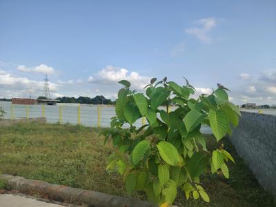 Image of 100 Sq.ft Residential Plot / Land for sale in Bhanauta, Greater Noida for Rs. 3503200
