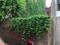 Badi gaibi birdopur Plot View 2