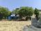 Dharvi Green Main Image 1