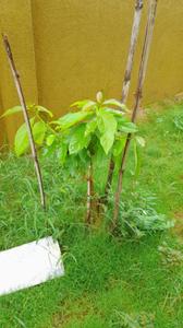 Image of 2000 Sq.ft 3 BHK Villa for sale in Shantee Orchid Villas, Naigaon East, Naigaon for Rs. 11200000