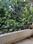 Iricen Railway Colony, Koregaon Park Balcony 1