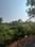 Siolim Plot View 2