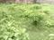 Madurdaha Plot View 2