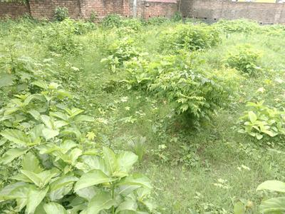 Madurdaha Plot View 2