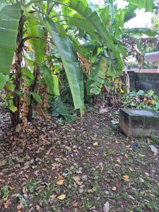 Image of 750 Sq.ft 2 BHK Independent House for rent in Ulloor, Thiruvananthapuram for Rs. 15000