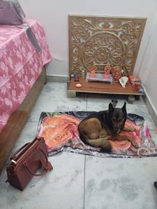 Bedroom Image of 750 Sq.ft 2 BHK Builder Floor for rent in Sector 16 Rohini New Delhi for Rs. 30000