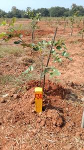 Kothavalasa Plot View 2