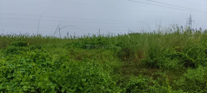 Pitapalli Main Image 1