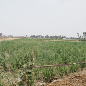 Image of 35000 Sq.ft Residential Plot / Land for sale in Ganja, Ayodhya for Rs. 45000000