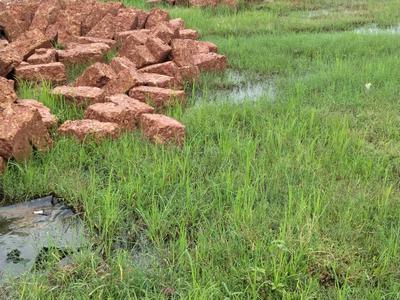 Benupur plotting project Plot View 3