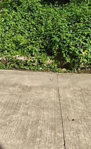 THDC Colony Plot View 1