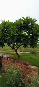 Image of 10008 Sq.ft 2 BHK Farm House for sale in Jattari, Aligarh for Rs. 9500000