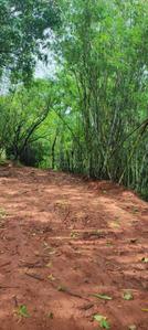 Image of 11000 Sq.ft Residential Plot / Land for sale in Velhe Bk., Pune for Rs. 2200000