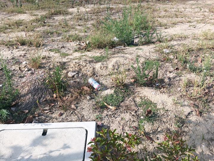 Adani Oyster Greens Main Image 1