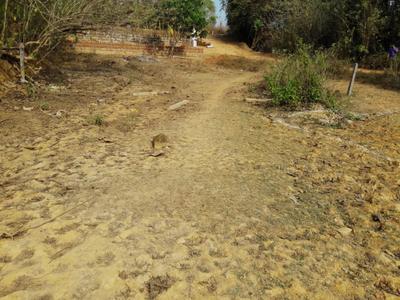 Image of 11330 Sq.ft Residential Plot / Land for sale in Bantwal, Mangalore for Rs. 3500000