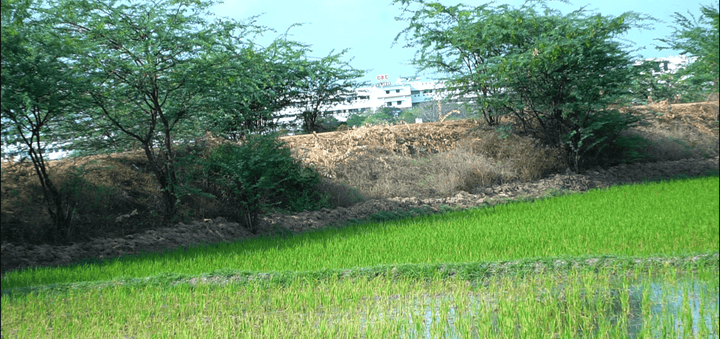 Panjappur Main Image 1