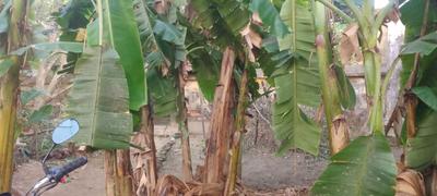 Image of 4286 Sq.ft Residential Plot / Land for sale in Tarkeshwar, Hooghly for Rs. 1500000
