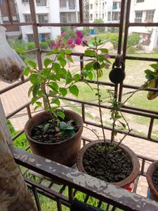 Balcony Image of 550 Sq.ft 2 BHK Apartment / Flat for sale in Santoshpur Kolkata for Rs. 3500000