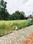 Tripunithura Plot View 2