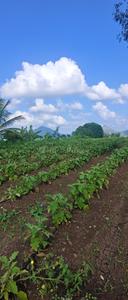 Image of 17500 Sq.ft Residential Plot / Land for sale in Dugaon, Nashik for Rs. 6800000