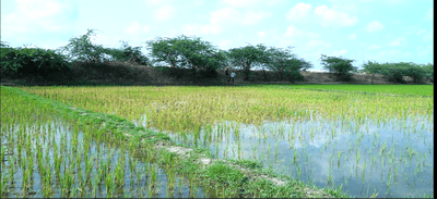 Image of 9000 Sq.ft Residential Plot / Land for sale in Panjappur, Tiruchirappalli for Rs. 13000000