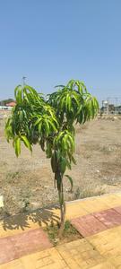 Image of 220 Sq.ft Residential Plot / Land for sale in Peddapur, Sangareddy for Rs. 2640000
