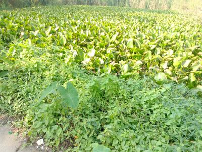 Image of 900 Sq.ft Residential Plot / Land for sale in Nandarampur, Kolkata for Rs. 550000