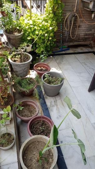 Balcony Image of Om pg in Mukherjee Nagar, New Delhi