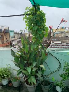 Image of 720 Sq.ft 2 BHK Builder Floor for sale in Tagore Garden Extension, New Delhi for Rs. 7000000