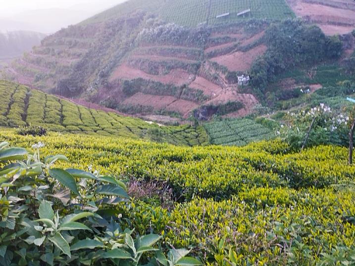 Emerald Main Image 1