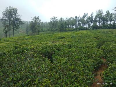 Image of 88000 Sq.ft Residential Plot / Land for sale in Coonoor, Nilgiris for Rs. 20000000