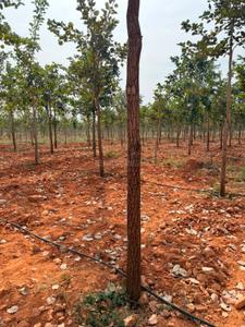 Image of 10800 Sq.ft Residential Plot / Land for sale in Donakonda, Prakasam for Rs. 1050000