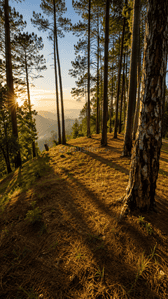Image of 300 Sq.ft Residential Plot / Land for sale in Kanyura, Almora for Rs. 2500000