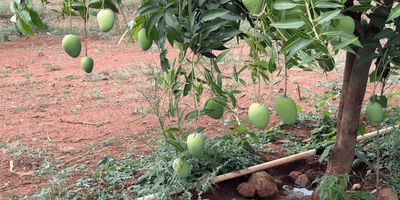 Image of 1548 Sq.ft Residential Plot / Land for sale in Mansanpally, Hyderabad for Rs. 4127828